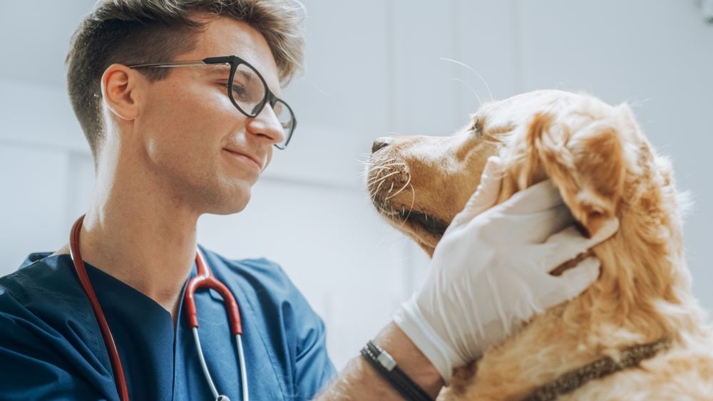 Portrait of a Young Veterinarian in Glasses Petting a Noble Healthy Golden Retriever Pet in a Modern Veterinary Clinic.