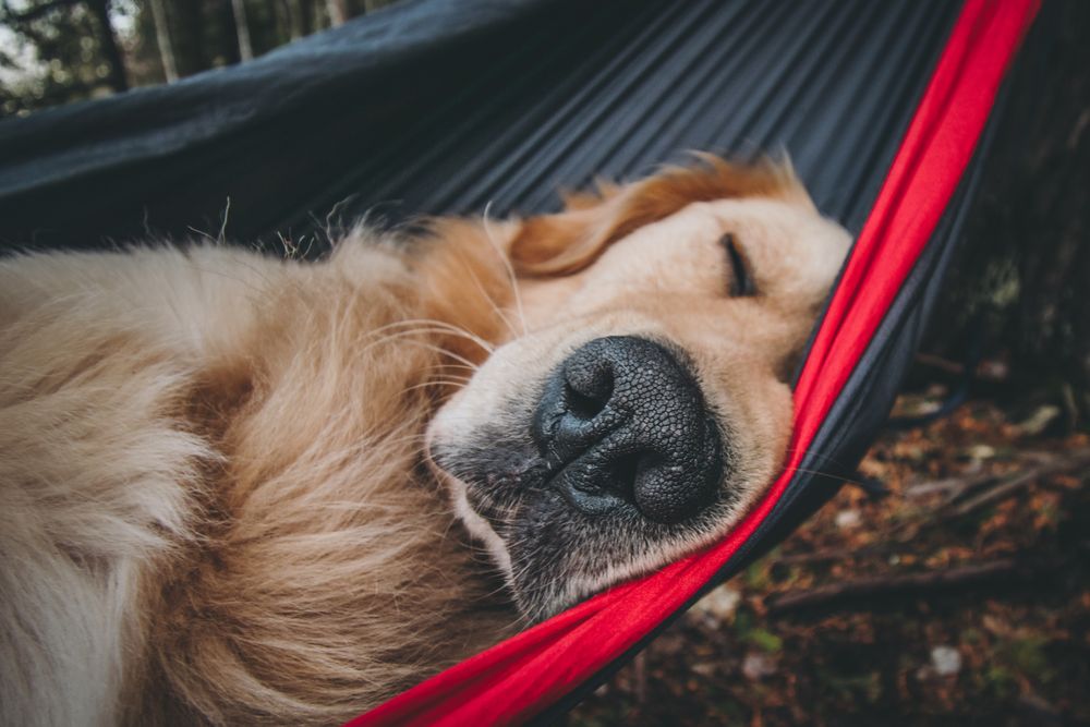 Golden retriever sleeping on hammock