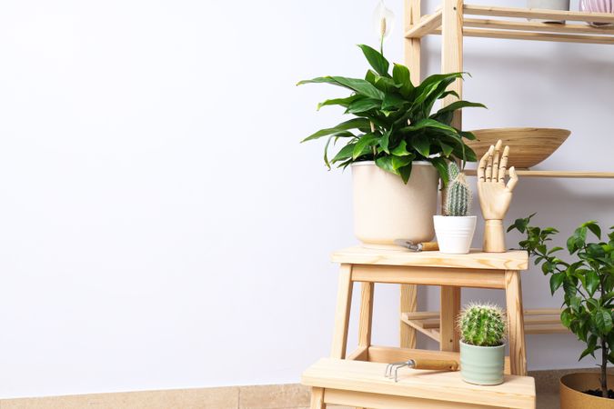 Cozy hobby - growing indoor plants at home