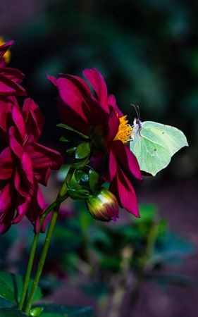 Beautiful butterfly on the flower in a garden