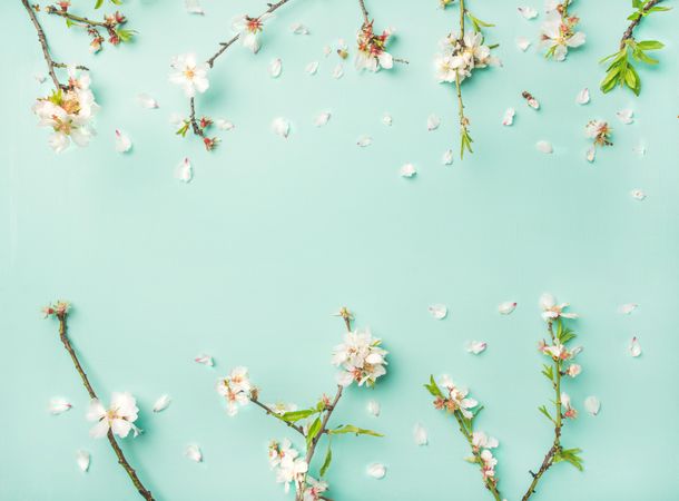 Spring almond blooms on branches over light green background