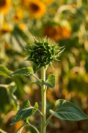 Unopened sunflower bud in field