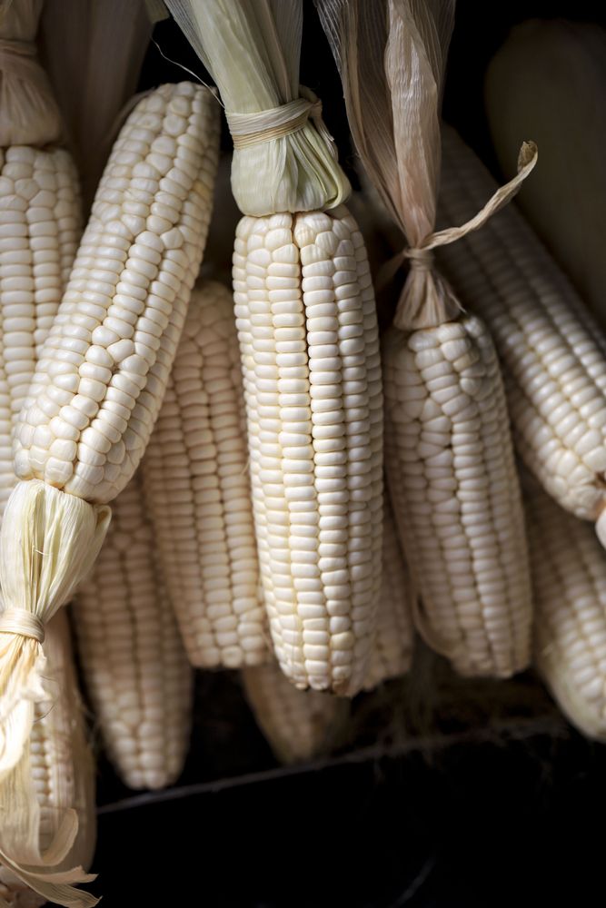 A Pile Dried Corn for Background
