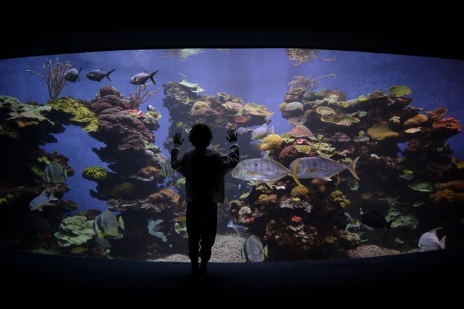 Unrecognizable boy admiring exotic fish in water tank
