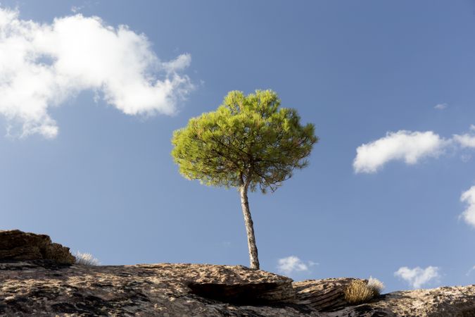 Single green tree on rocks in sunlight