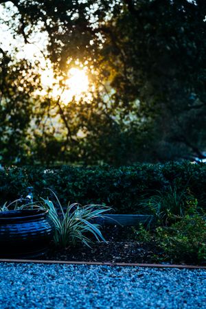 Sun setting through oak tree with a pot and plant in the foreground
