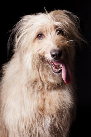 Amazing dog staring at camera