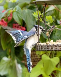 Blue jay eating