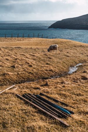 Faroe sheep on pasture