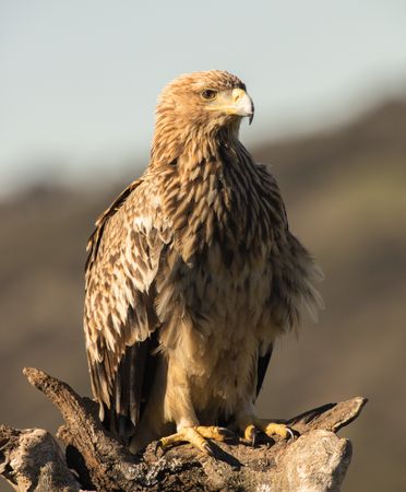 Furious wild eagle closeup