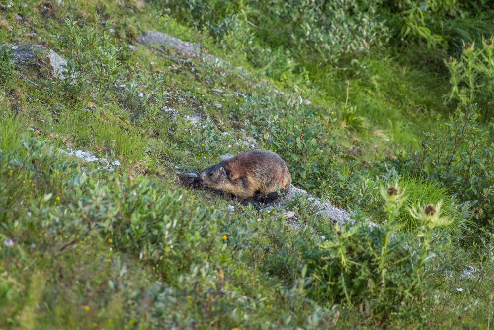 Cute marmot sitting on meadow in Switzerland