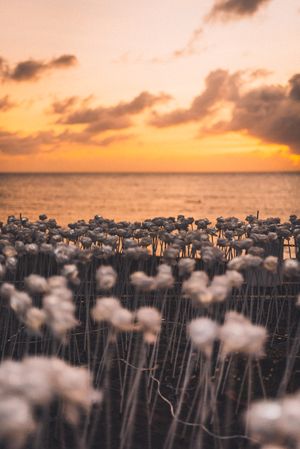 Field of flowers on the beach during sunset in Visayas Islands in the Philippines
