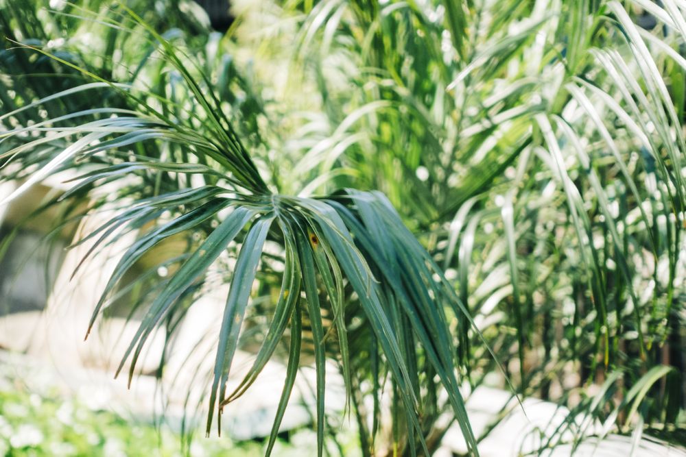 Palm tree leaves in close-up
