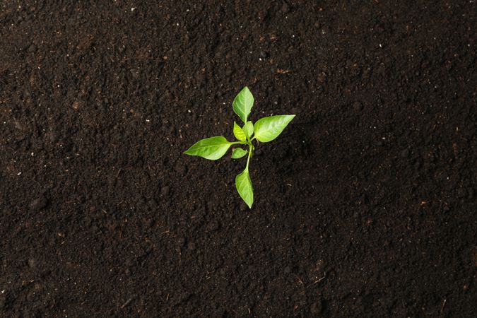 Green sprout in soil, space for text and top view. Environmental protection. Agriculture