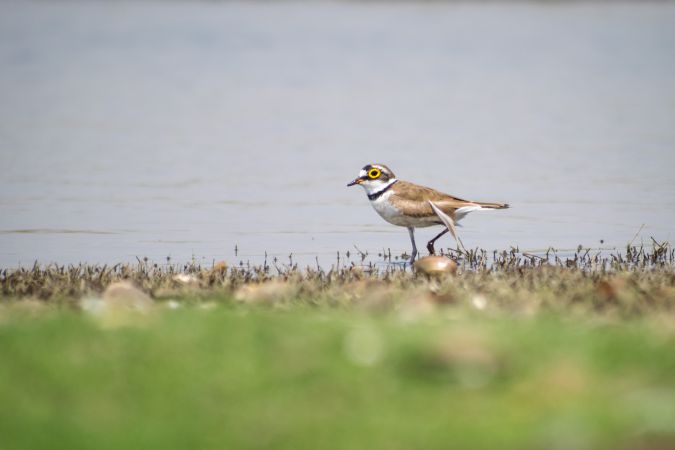 A Little-ringed Plover wading through the waters at Bhigwan Bird Sanctuary in India