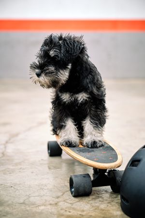Miniature Schnauzer puppy standing on skateboard on concrete gro