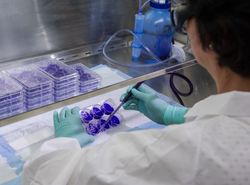 Scientist performing a virus plaque assay to determine the amount of virus in cell culture 0g98A4