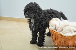 Cute poodle pet at home standing next to basket 0LyNP5
