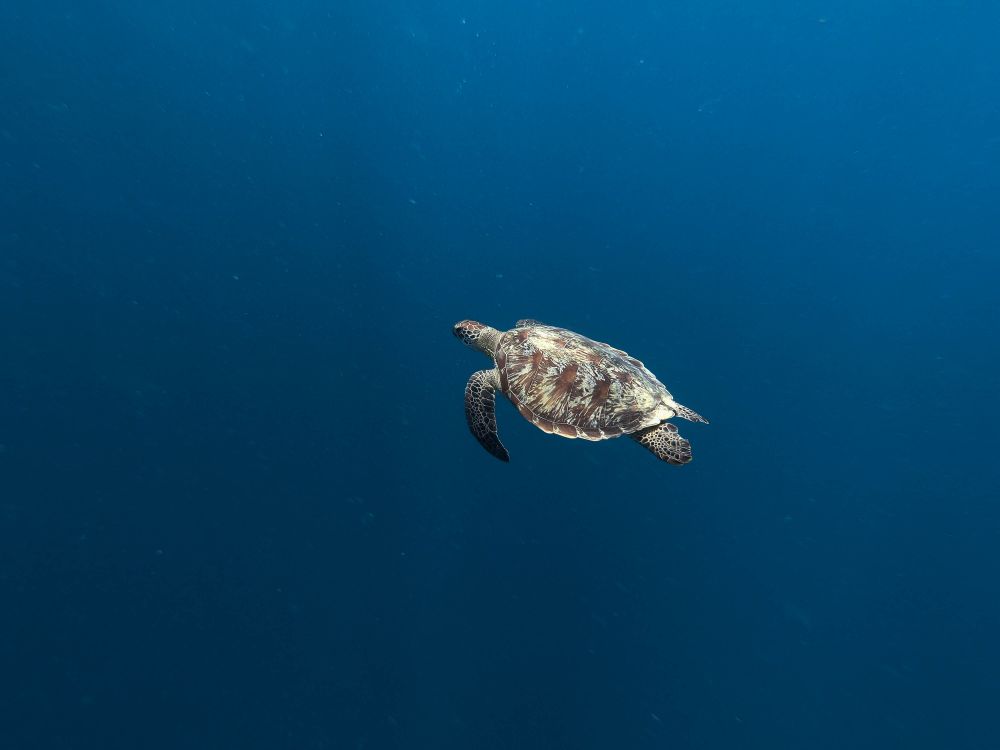 Underwater shot of turtle in ocean