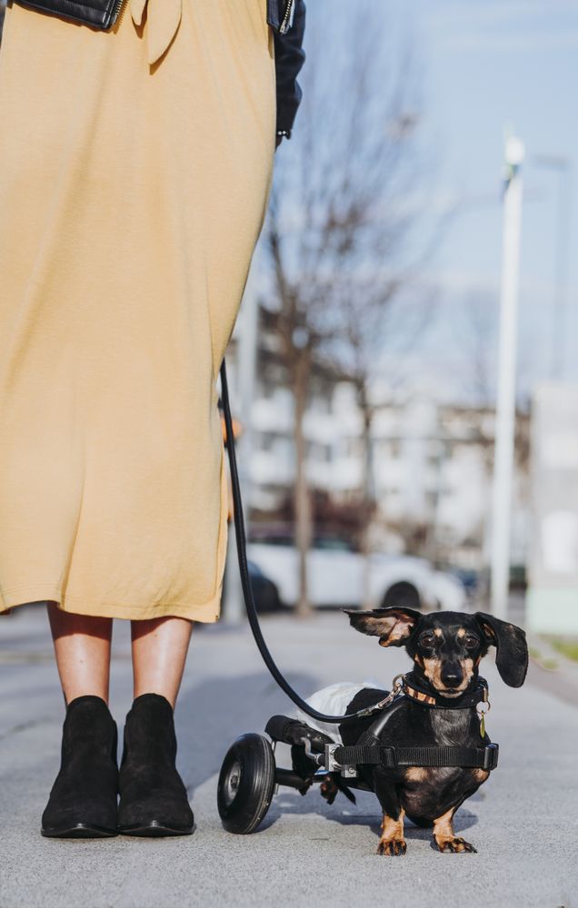 Woman walking pet with wheelchair on street