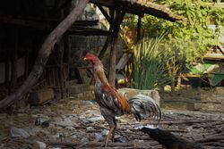 Rooster standing outside
