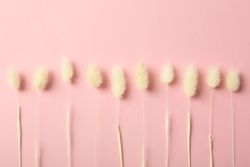 Line of dried bunny tail on pink background