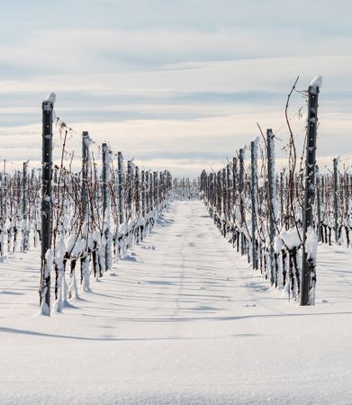 Alsace vineyards under heavy snow on a sunny winter day. Details and top view.