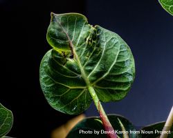 Fig leaf close up 48R3v0