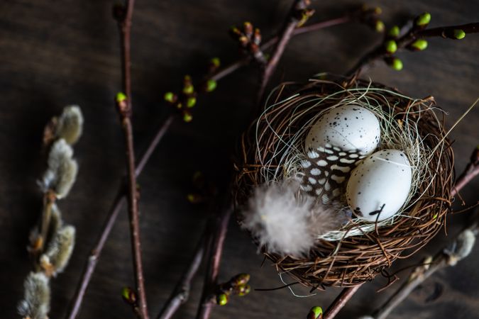 Nest with eggs and branches of pussy willow