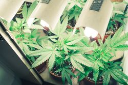 Pots of marijuana plants under artificial lighting