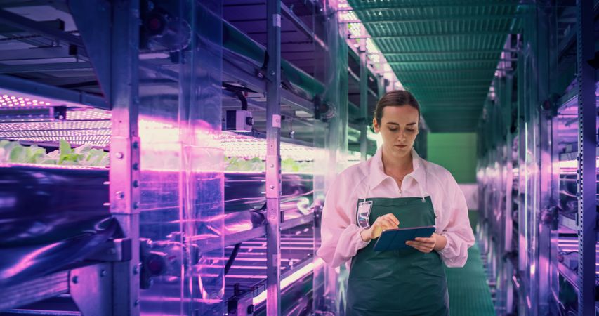 Young Female Farmer Working in a Vertical Farm with Ultraviolet LED Lights. Hydroponics Specialist Working on Tablet Computer Next to Rack with Fresh Plants Ready for Shipping to a Supermarket