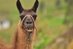 Llama with red leash