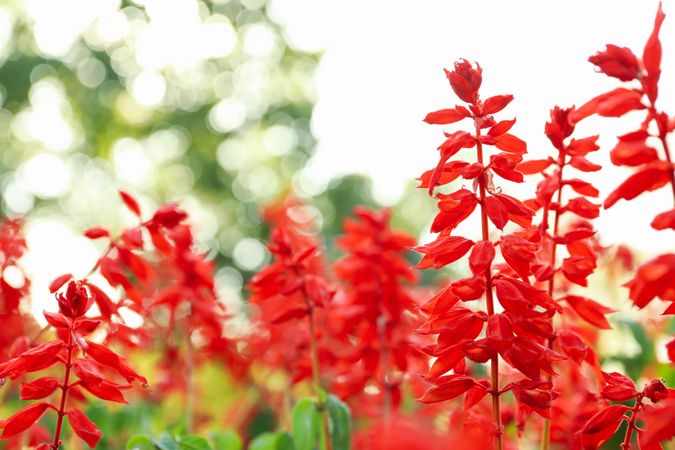 Beautiful red Salvia flowers outdoor in park
