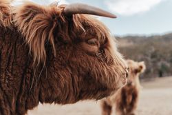 Close-up photo of highland cattle calf sideway