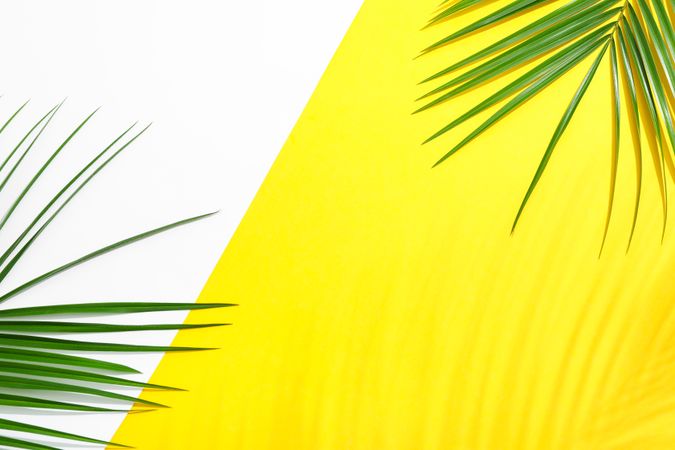 Beautiful palm leaves on two tone background, top view and space for text. Exotic plant