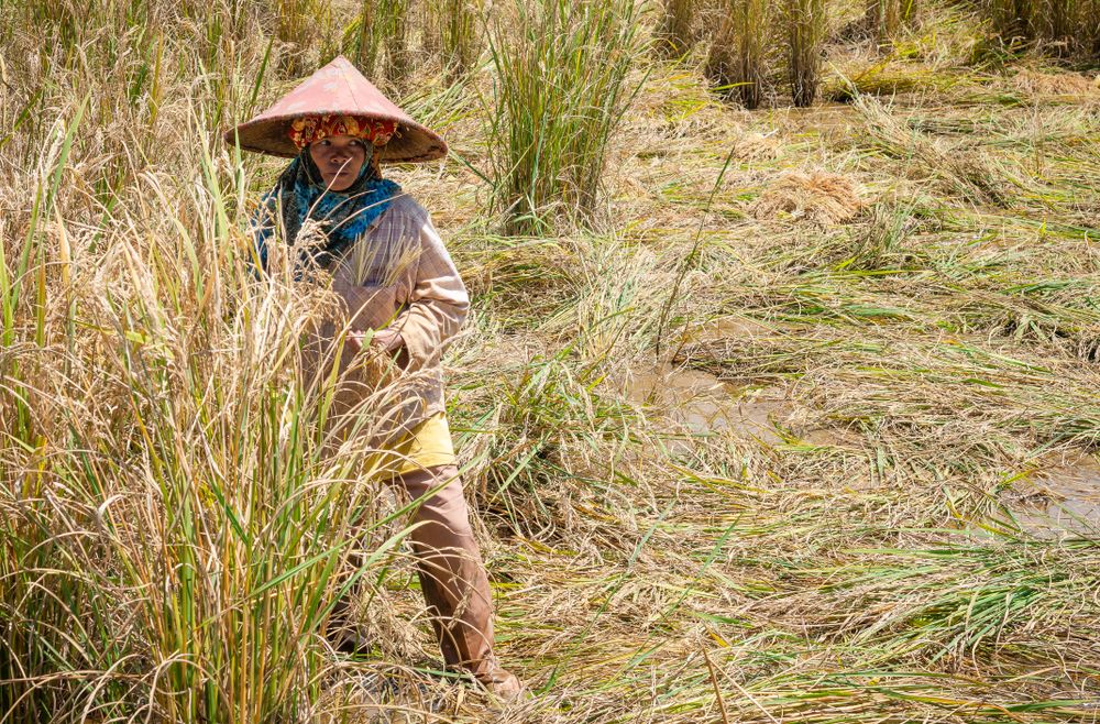 Sulawesi Island, Indonesia - August, 15 2015: Indonesian person harvesting rice