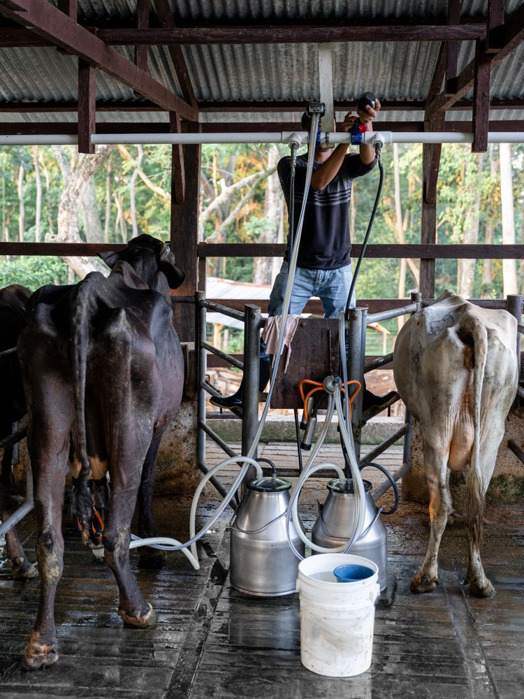 A young Hispanic man is fixing the milking machine in a dairy farm