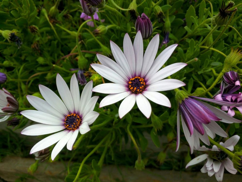 Purple African daisy in a garden