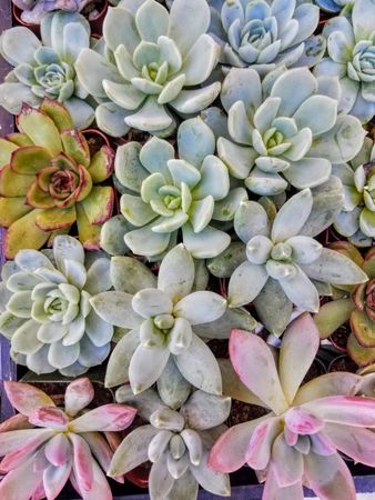 Close up of top of succulents in pots