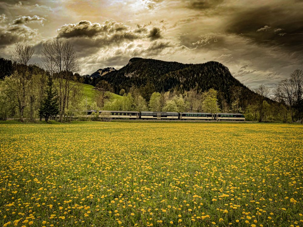 Train crossing dandelion field, Saanen, Switzerland