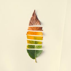 Autumn leaf cut in strips from green to red on light background