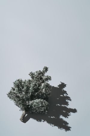 Pine branch with snow on grey background