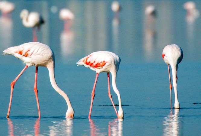 Flamingos on shallow water in Bahrain