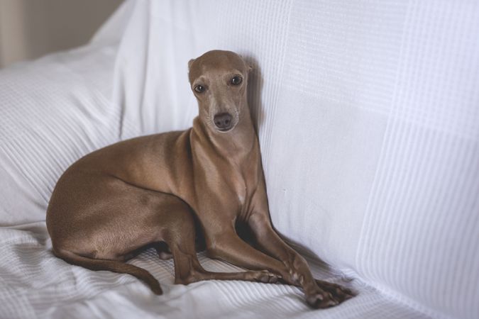 Little italian greyhound dog