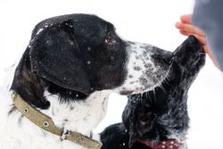 Snowy Canine Affection