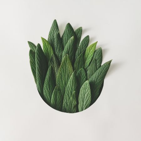Green leaves emerging from circle on light  background