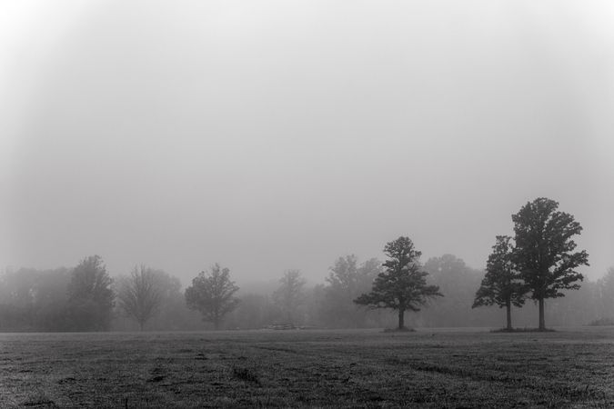 Trees in fog in McGregor, MN