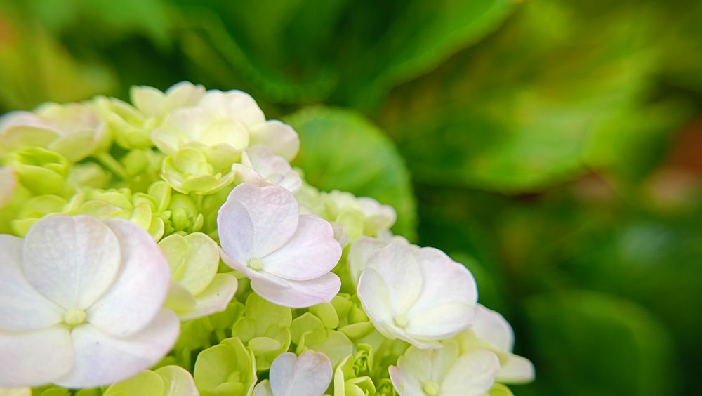 background of flowers blooming in spring