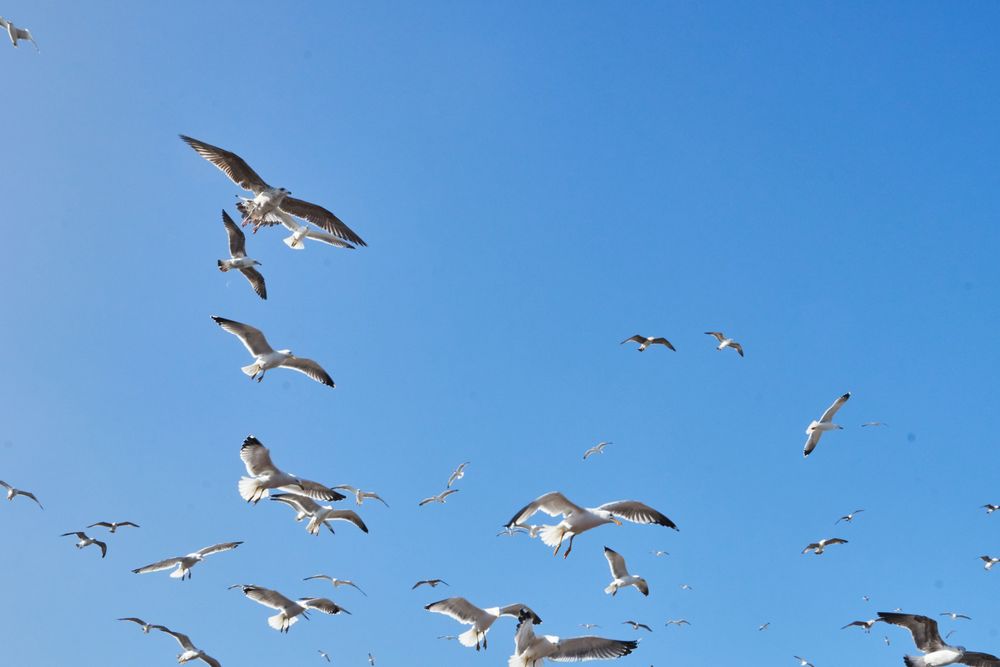 Sea gulls flying in blue sky