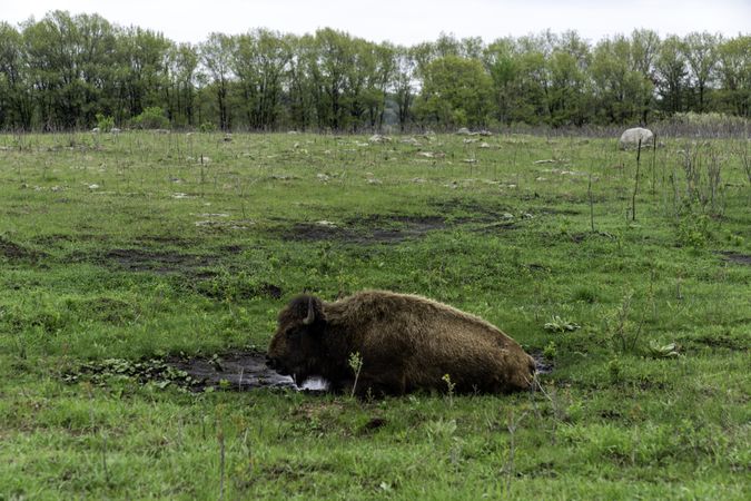 Bison sitting in mud in grassy field